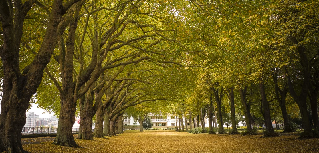 The tree avenue at Wandsworth Park